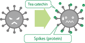 CateProtect feature diagram | Anti-bacterial