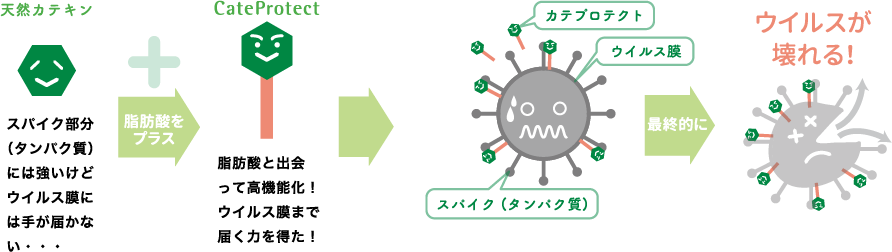 CateProtect（カテプロテクト）の特徴の図 | 抗菌
